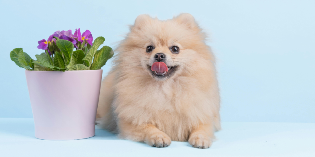Plant Toxicity Guide for Homes with Pets