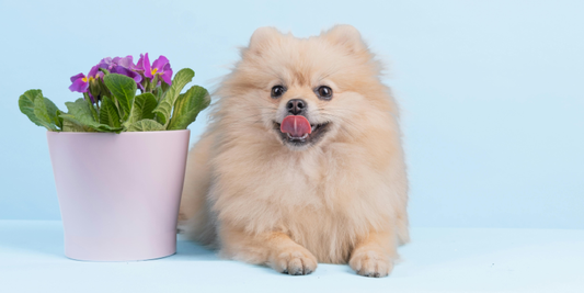 Plant Toxicity Guide for Homes with Pets