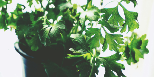 Shelf Planting Tips for High Humidity Plants