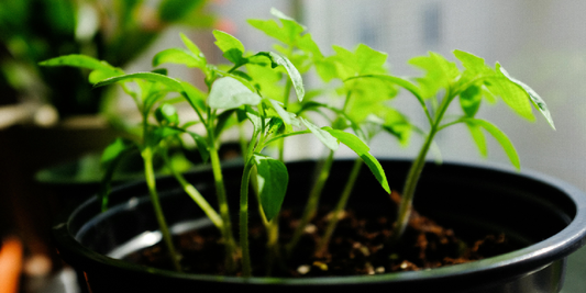 Should You Buy a Pre-Built Plant Stand or DIY?