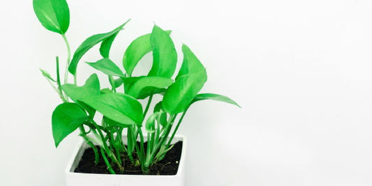 Simple Ways to Help Your Indoor Plants Grow Healthy and Strong
