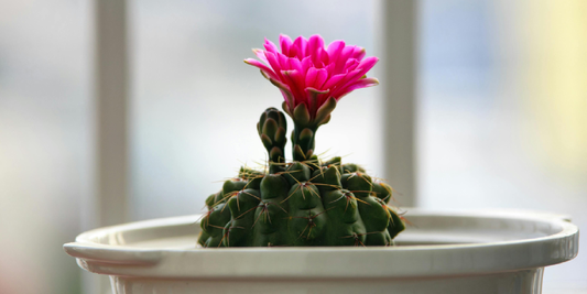 The Art of Growing Plants Indoors with Natural Light