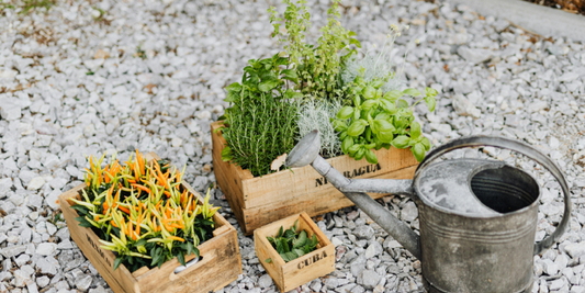 The Easiest Herbs to Grow on a Plant Shelf