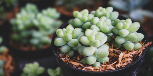 The Everyday Science of Growing Green Indoors