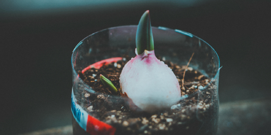 The Everyday Wonder Behind Indoor Green Living