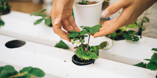 The Science Behind Grow Lights for Plants
