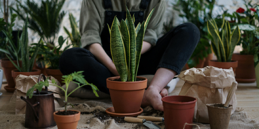 Tips for Creating an Indoor Herb Garden