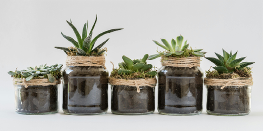 Tips for Indoor Plant Placement