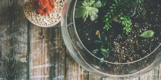 Tips for Styling Plants in Studio Apartments
