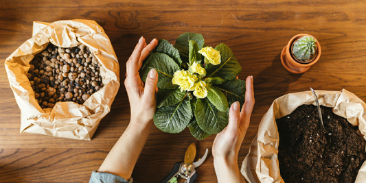 Tips for Using Grow Lights in Shared Spaces