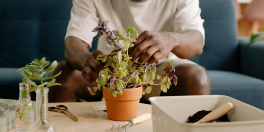 Understanding Photosynthesis with Grow Lights