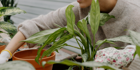 What Color Grow Lights Do Plants Need?