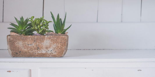 Why Indoor Plants Deserve Better Light