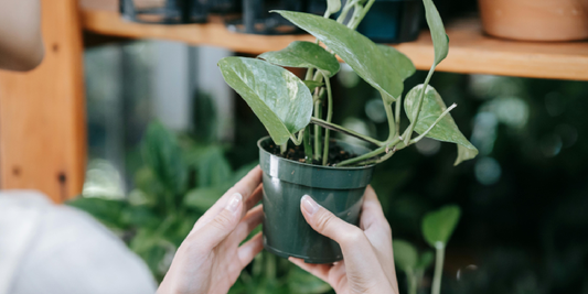Why Tiered Plant Shelves Are Better Than Pots