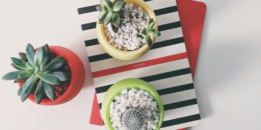 10 Indoor Plant Problems You’ll Face