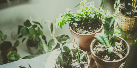 A Beginner’s Guide to Using Grow Lights on Plant Shelves Mounted vs Clip-On Grow Lights Explained