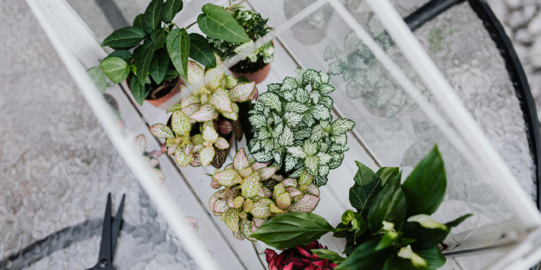 A Gift Every Plant Lover Will Cherish