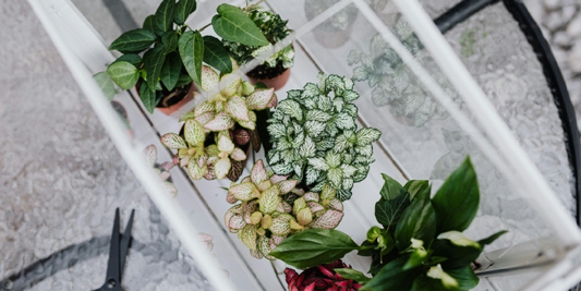 A Gift Every Plant Lover Will Cherish