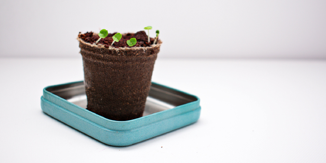 A Gift That Lets Plants Thrive Indoors