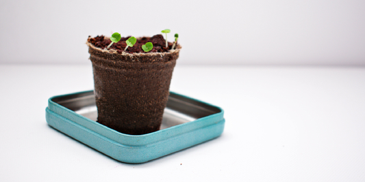 A Gift That Lets Plants Thrive Indoors