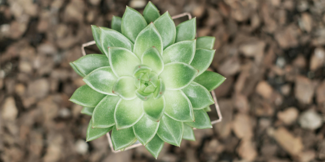 A Gift That Turns Plant Care Into a Way of Living