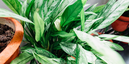 A Home That Breathes