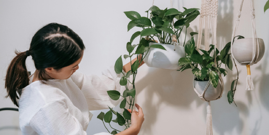 A Personal Story of Light, Plants, and Daily Rituals
