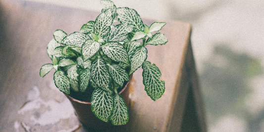 A Pet-Friendly Gift for Plant Lovers: Creating a Safe, Beautiful Home for Pets and Plants