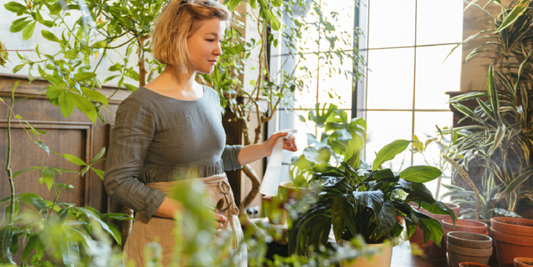 A Simple Guide to Growing Lush Green Plants at Home