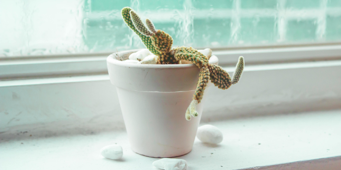 A Simple Guide to Helping Your Indoor Plants Grow Better