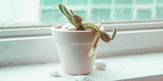 A Simple Guide to Helping Your Indoor Plants Grow Better