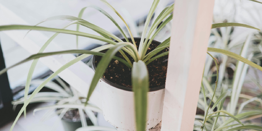 Architectural Living: Form, Massing, and Light in the VerdantGlow S-Shaped Plant Shelf
