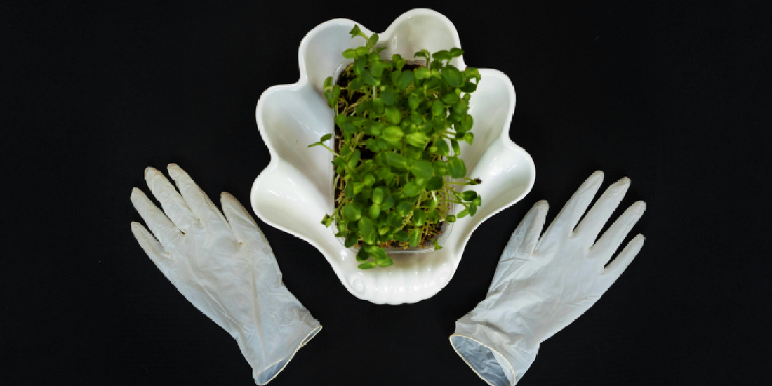 Are Plant Shelves with Grow Lights Suitable for Beginners?