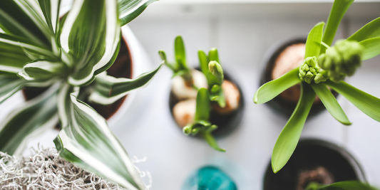 Beginner’s Guide to Indoor Plant Lighting: How to Keep Your Plants Healthy Without Natural Sunlight