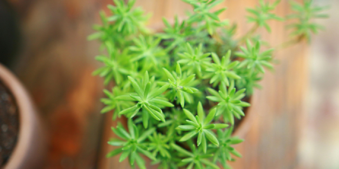 Best Indoor Plants for Every Light Condition
