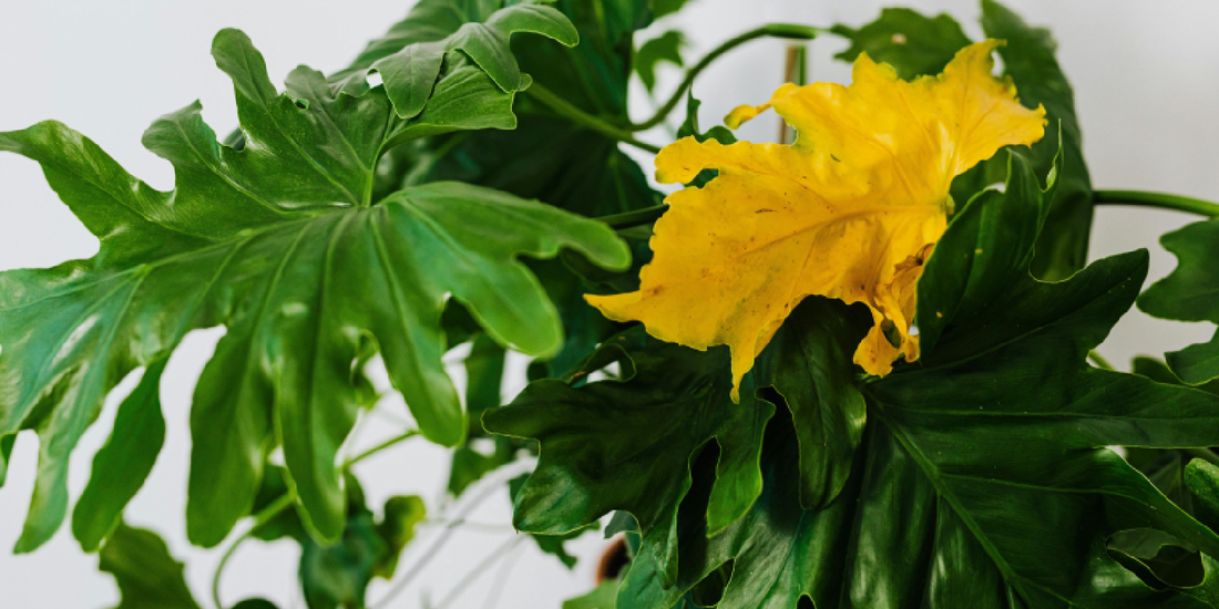 Best Indoor Plants for Every Room