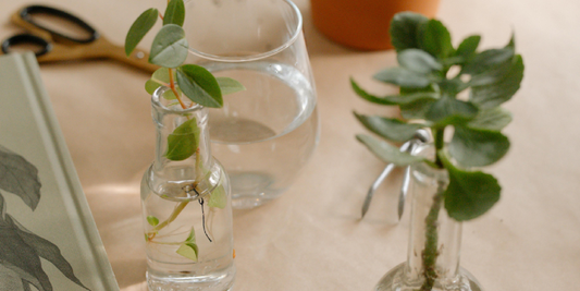 Best Indoor Plants for Your Home