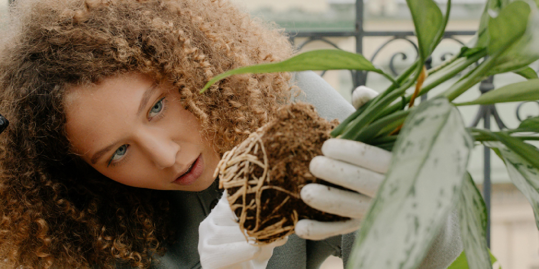 Best Indoor Plants to Grow at Home