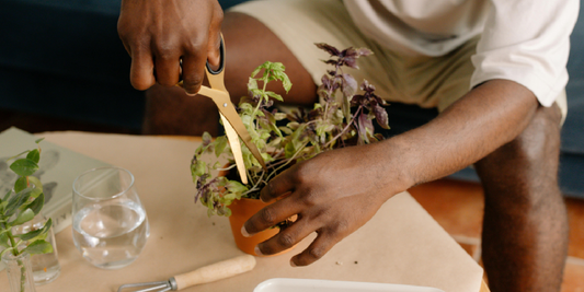 Best Light Cycles for Leafy Greens Indoors