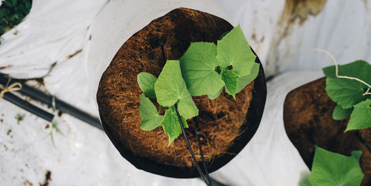 Best Occasions to Gift a Plant Shelf (A Long-Term Gift That Truly Lasts)