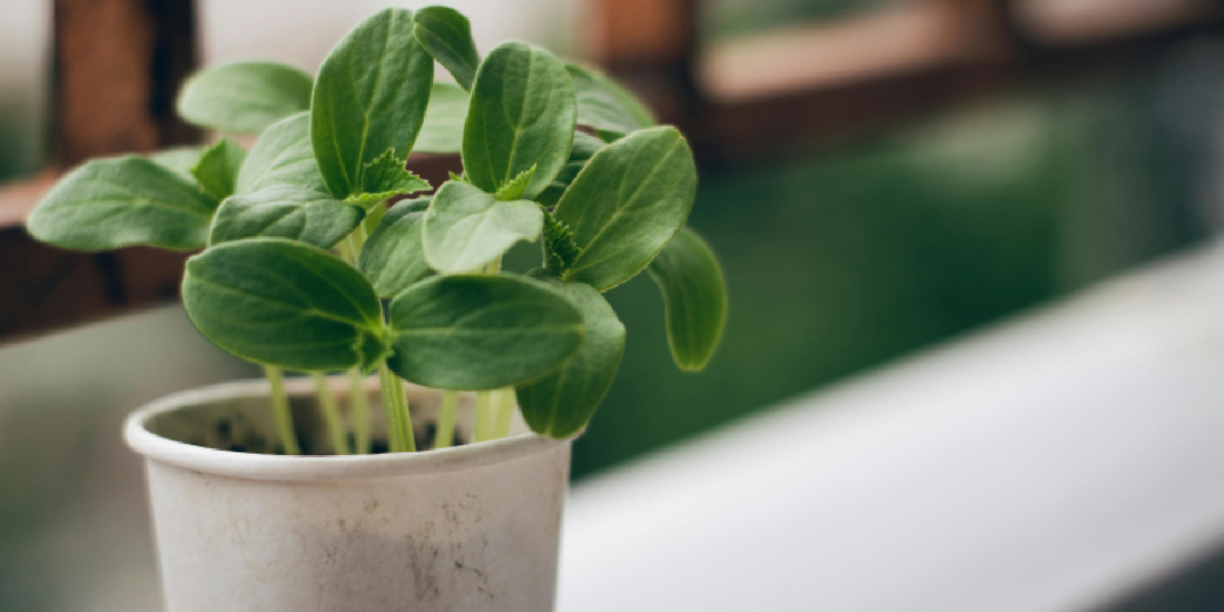 Best Plant Shelves With Grow Lights for Apartments