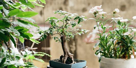 Best Plant Shelves With Grow Lights for Apartments: Vertical vs Traditional Designs — Which One Works Best?