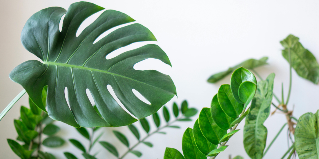 Best Plant Shelves for Indoor Plant Corners: How to Choose the Right Setup for Style, Space, and Healthy Plants