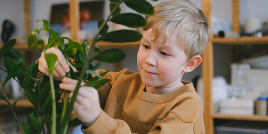Best Plants to Include When Gifting a Plant Shelf