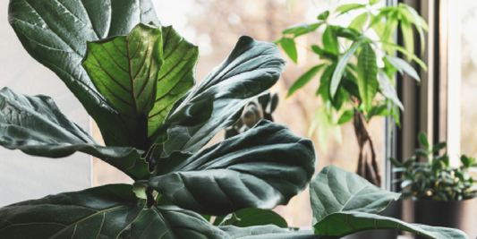 Best Vertical Plant Shelves With Grow Lights for Small Spaces and Apartments