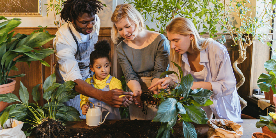 Bringing Nature Indoors: How to Grow Plants at Home