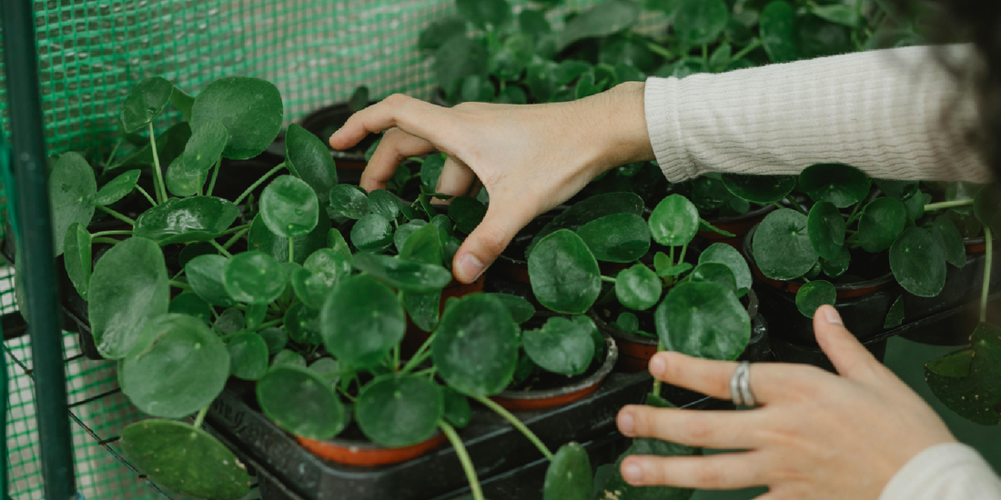 Build Your Home Plant Lab