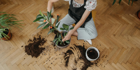 Can Grow Lights Burn Plants? How to Avoid It