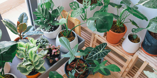 Choosing the Best Indoor Plants for Every Room