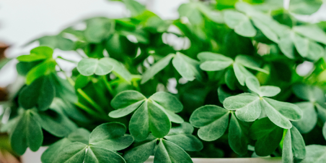 Complete Guide to Indoor Plant Shelves With Grow Lights: What Most Buyers Overlook